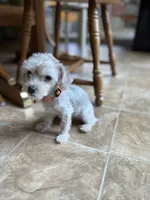 Rosie , a female Yorkshire Terrier for sale in Greensboro, NC – 2 of 9