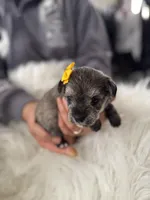 'Daisy', a female Miniature Schnauzer and Yorkshire Terrier for sale in Greensboro, NC – Photo 5 of 8