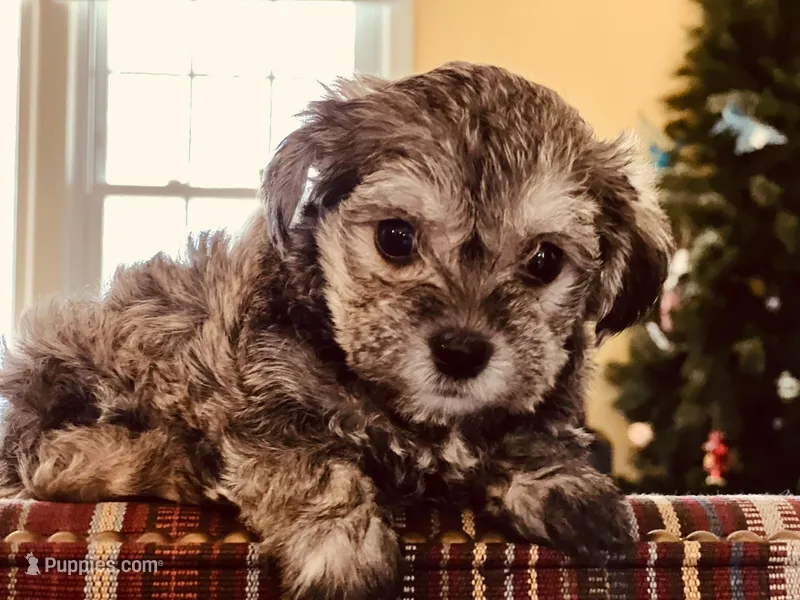 'Daisy' – Miniature Schnauzer, Yorkshire Terrier puppy for sale in Greensboro, NC