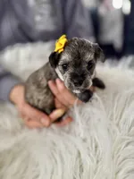 'Daisy', a female Miniature Schnauzer and Yorkshire Terrier for sale in Greensboro, NC – Photo 7 of 8
