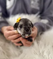 'Daisy', a female Miniature Schnauzer and Yorkshire Terrier for sale in Greensboro, NC – Photo 4 of 8