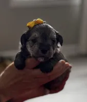 'Daisy', a female Miniature Schnauzer and Yorkshire Terrier for sale in Greensboro, NC – Photo 1 of 8