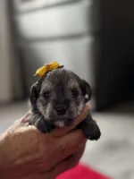 'Daisy', a female Miniature Schnauzer and Yorkshire Terrier for sale in Greensboro, NC – Photo 2 of 8