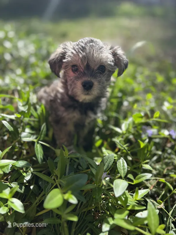 'Daisy' – Miniature Schnauzer, Yorkshire Terrier puppy for sale in Greensboro, NC