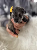 'Daisy', a female Miniature Schnauzer and Yorkshire Terrier for sale in Greensboro, NC – Photo 6 of 8