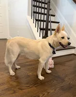 Dune, a male Jindo for sale in Greensboro, NC – 2 of 8