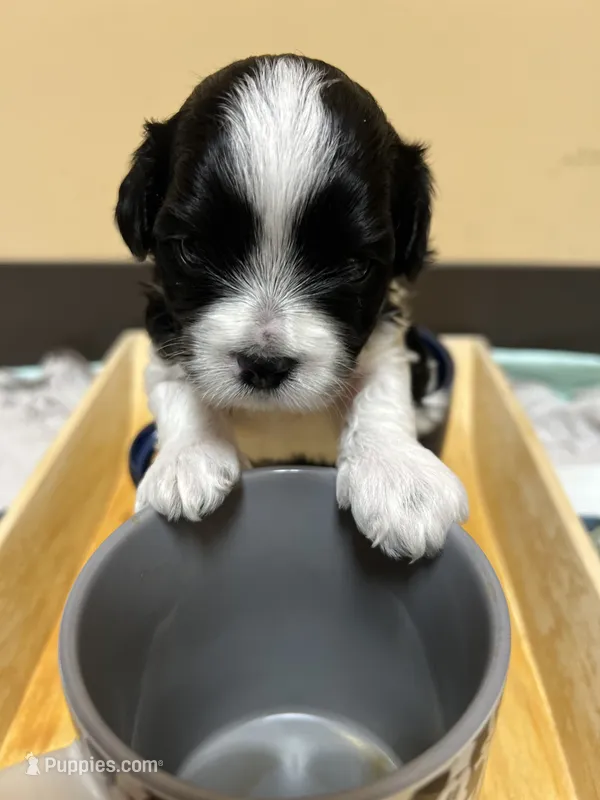 Cookie – Morkie puppy for sale in Greensboro, NC
