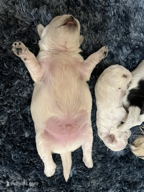 Gaeul – Morkie puppy for sale in Greensboro, NC