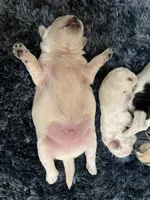 Gaeul, a male Morkie for sale in Greensboro, NC – 1 of 4