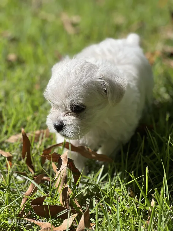 Milky – Morkie puppy for sale in Greensboro, NC