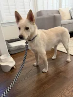 Dune, a male Jindo for sale in Greensboro, NC – 5 of 8