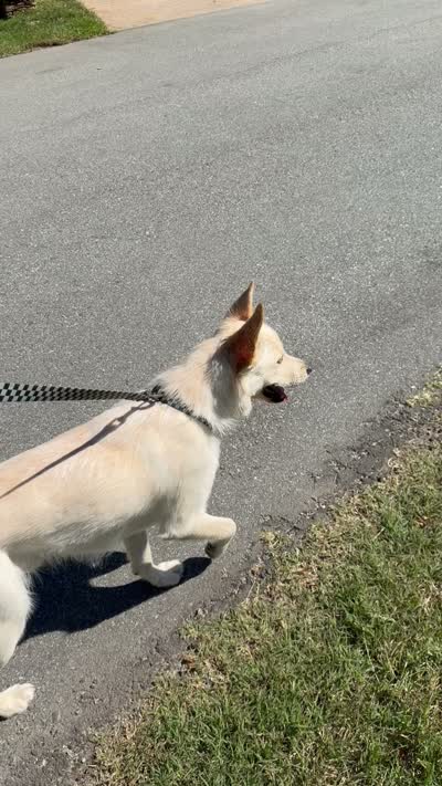 Dune, a male Jindo for sale in Greensboro, NC – 7 of 8