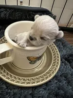 Bom, a female Morkie for sale in Greensboro, NC – 1 of 6