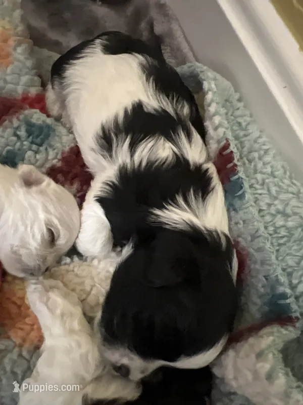 Cookie – Morkie puppy for sale in Greensboro, NC