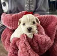 Lily, a female Miniature Schnauzer and Yorkshire Terrier for sale in Greensboro, NC – Photo 9 of 9