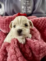 Lily, a female Miniature Schnauzer and Yorkshire Terrier for sale in Greensboro, NC – Photo 6 of 9