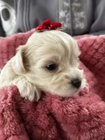 Lily, a female Miniature Schnauzer and Yorkshire Terrier for sale in Greensboro, NC – Photo 1 of 9