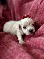 Lily, a female Miniature Schnauzer and Yorkshire Terrier for sale in Greensboro, NC – Photo 4 of 9