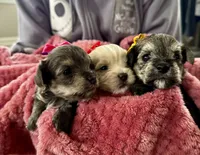 Lily, a female Miniature Schnauzer and Yorkshire Terrier for sale in Greensboro, NC – Photo 8 of 9