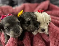 Lily, a female Miniature Schnauzer and Yorkshire Terrier for sale in Greensboro, NC – Photo 5 of 9