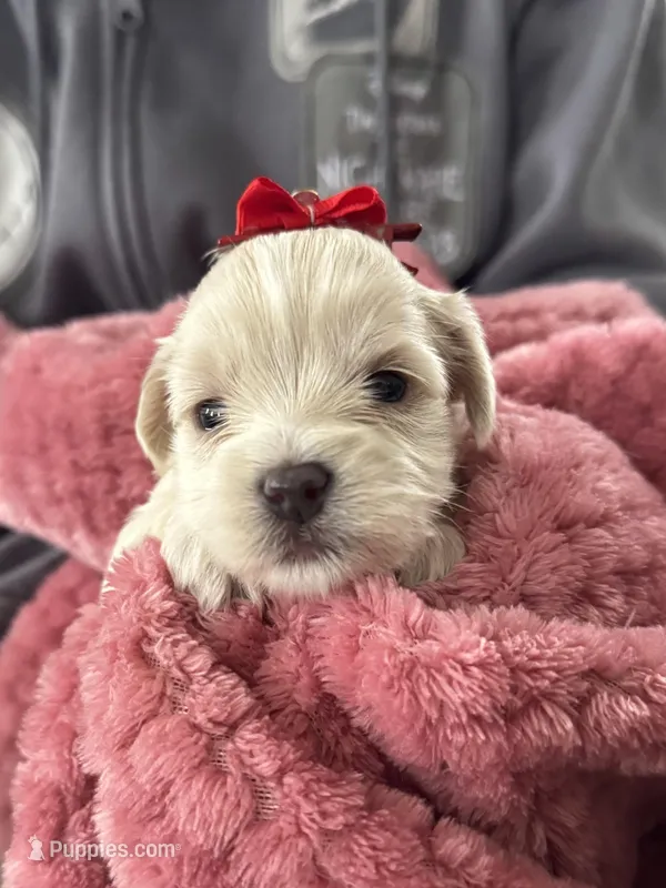 Lily – Miniature Schnauzer, Yorkshire Terrier puppy on hold in Greensboro, NC