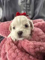 Lily, a female Miniature Schnauzer and Yorkshire Terrier for sale in Greensboro, NC – Photo 2 of 9