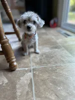 Rosie , a female Yorkshire Terrier for sale in Greensboro, NC – 8 of 9