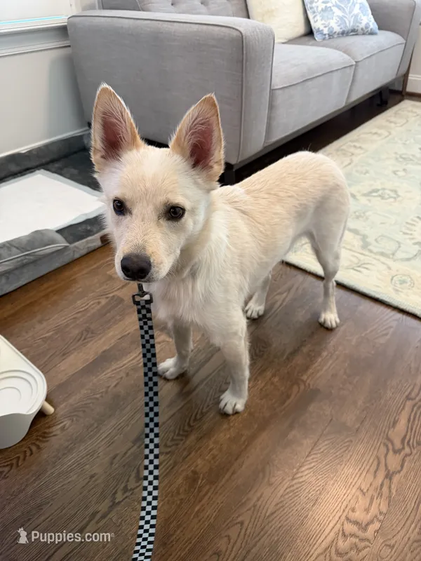 Dune – Jindo puppy for sale in Greensboro, NC