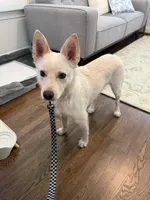 Dune, a male Jindo for sale in Greensboro, NC – 3 of 8