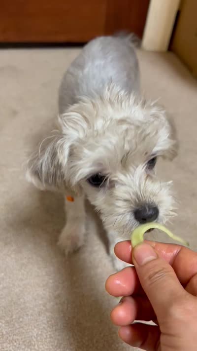 Rosie , a female Yorkshire Terrier for sale in Greensboro, NC – 9 of 9