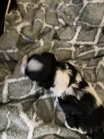 Cookie, a male Morkie for sale in Greensboro, NC – 2 of 4