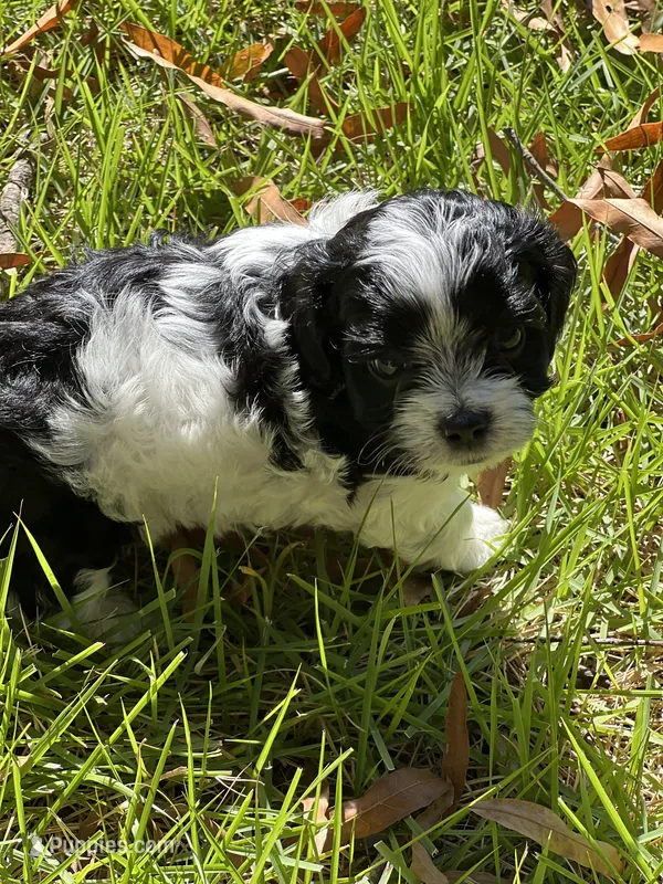 Cookie – Morkie puppy for sale in Greensboro, NC