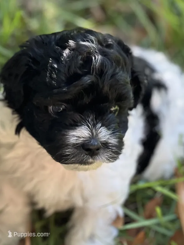 Sugar – Morkie puppy for sale in Greensboro, NC