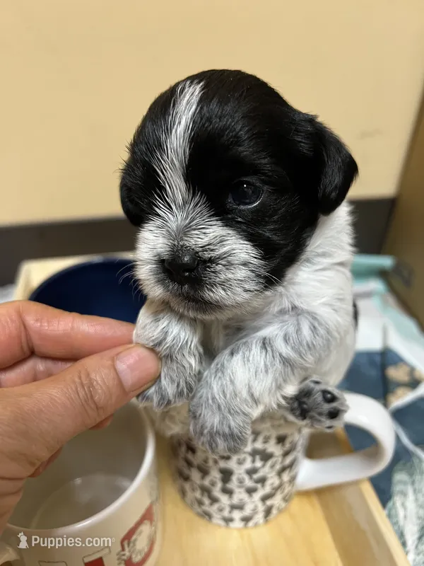 Choco – Morkie puppy for sale in Greensboro, NC