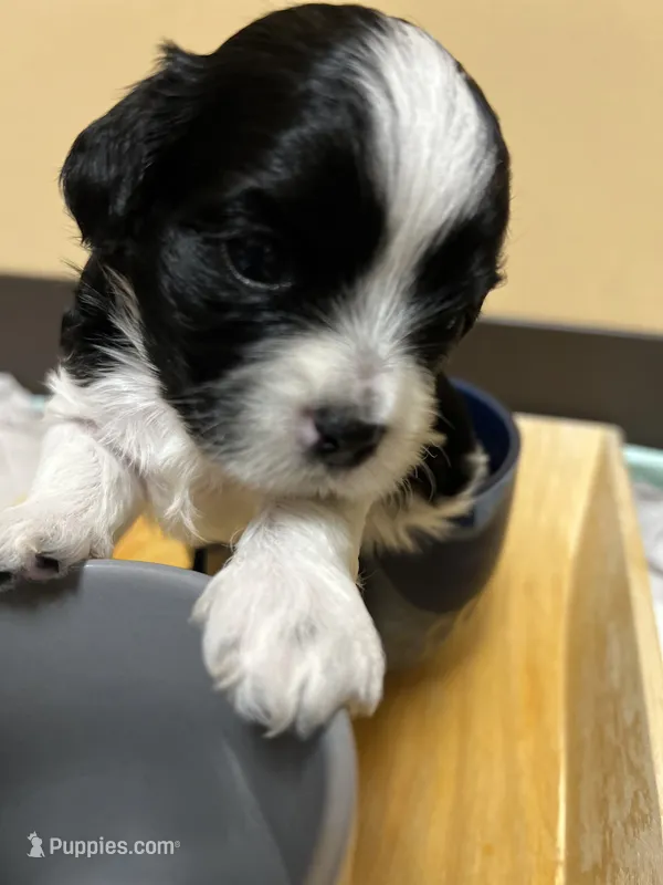 Cookie – Morkie puppy for sale in Greensboro, NC