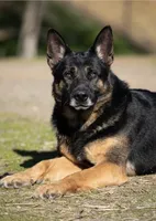 Blaze, a female German Shepherd Dog for sale in Winters, CA – 6 of 9