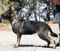 Blaze, a female German Shepherd Dog for sale in Winters, CA – 9 of 9