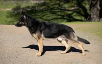 Blaze, a female German Shepherd Dog for sale in Winters, CA – 7 of 9