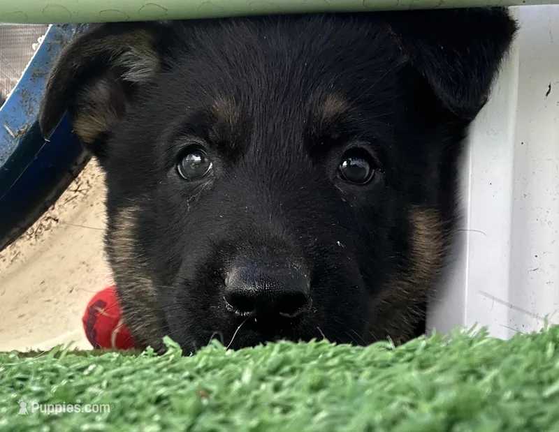 Blaze – German Shepherd Dog puppy for sale in Winters, CA