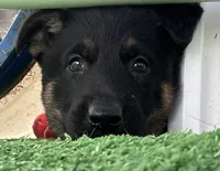 Blaze, a female German Shepherd Dog for sale in Winters, CA – 1 of 9