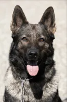Blaze, a female German Shepherd Dog for sale in Winters, CA – 8 of 9