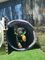 Blaze, a female German Shepherd Dog for sale in Winters, CA – 5 of 9