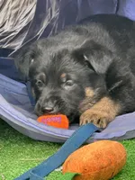 Blaze, a female German Shepherd Dog for sale in Winters, CA – 3 of 9