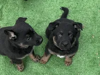Blaze, a female German Shepherd Dog for sale in Winters, CA – 4 of 9