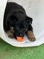 Blaze, a female German Shepherd Dog for sale in Winters, CA – 2 of 9