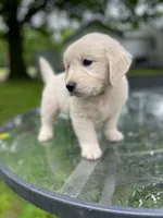 Oakley, a male English Cream Golden Retriever for sale in Huntington, AR – 10 of 10