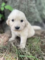 Daisy, a female Golden Retriever and English Cream Golden Retriever for sale in Huntington, AR – 3 of 10