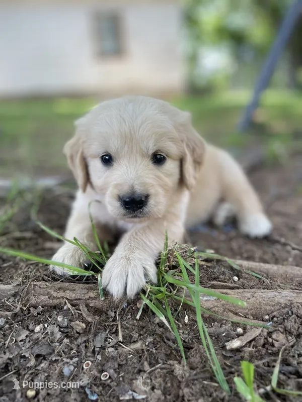 Aspen – Golden Retriever, English Cream Golden Retriever puppy for sale in Huntington, AR