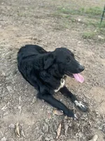 Shadow , a male Golden Retriever and Labrador Retriever for sale in Huntington, AR – 5 of 8