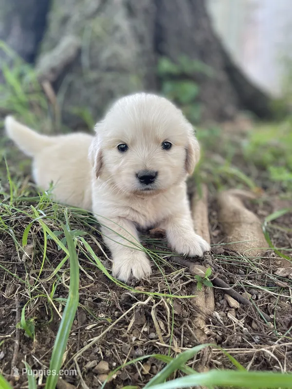 Juniper – Golden Retriever, English Cream Golden Retriever puppy for sale in Huntington, AR